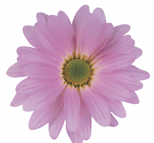 ATLANTIS™ DARK PINK