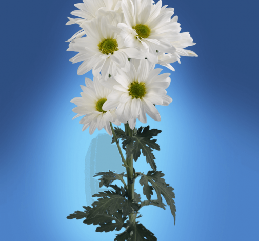 FLORISSIMO™