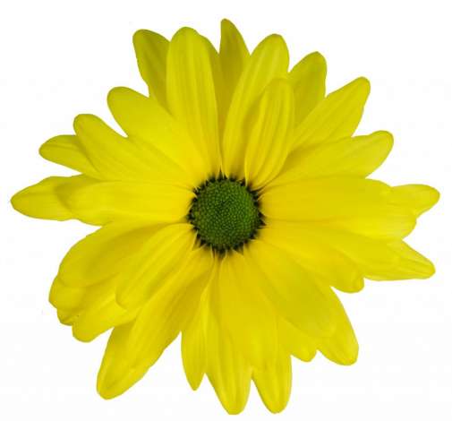 ATLANTIS™ YELLOW