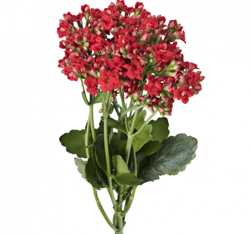 KALANCHOE CUTFLOWERS™ RED