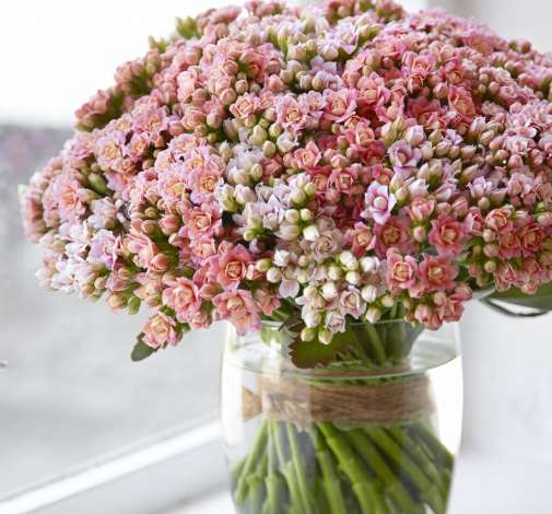 KALANCHOE CUTFLOWERS™ ROSE
