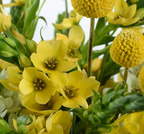 YELLOW STAR™