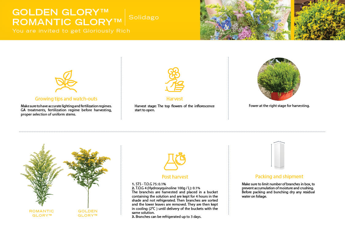 producy page romantic glory