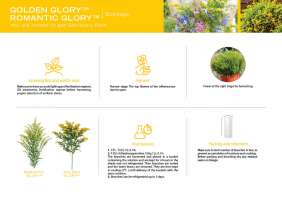 product-page-solidago-golden-and-romantic-glory