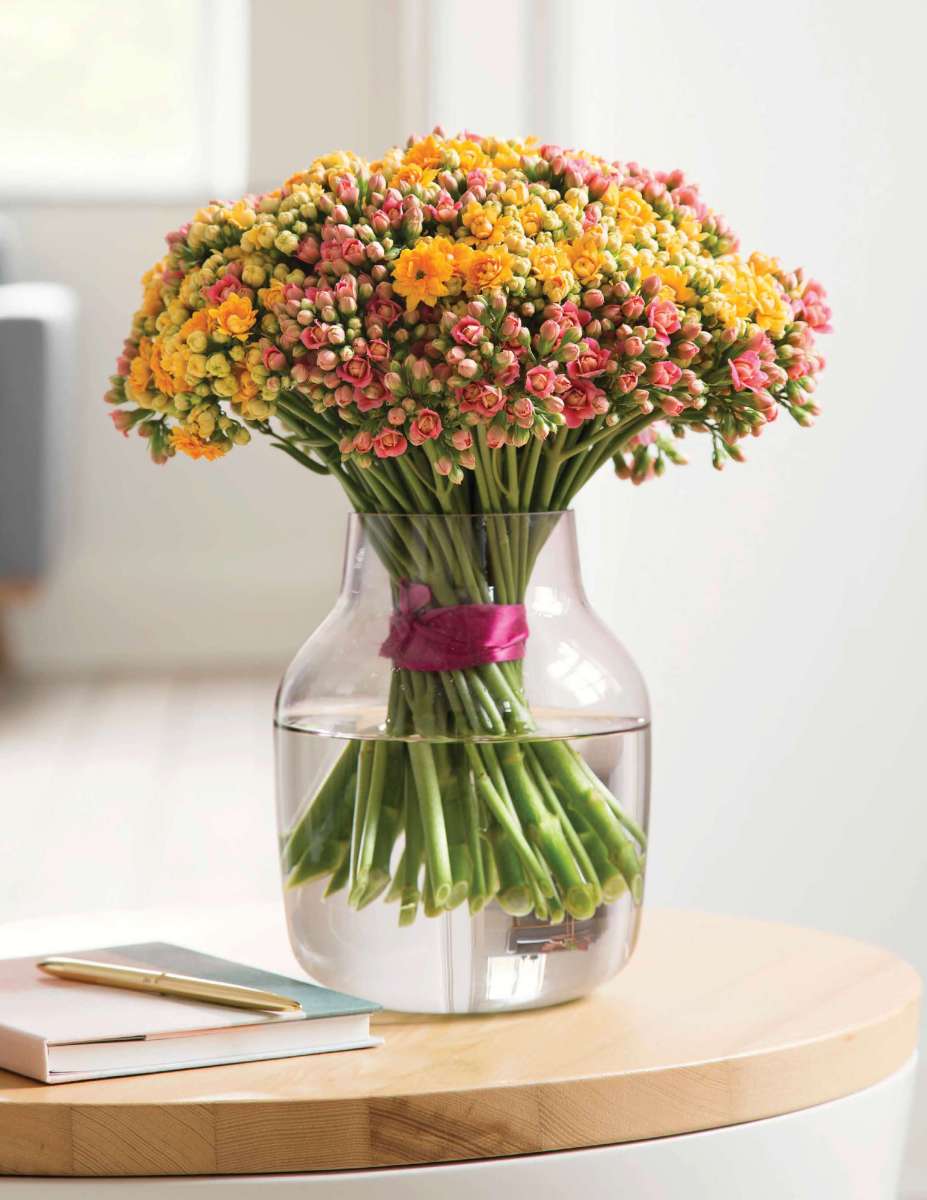 kalanchoe