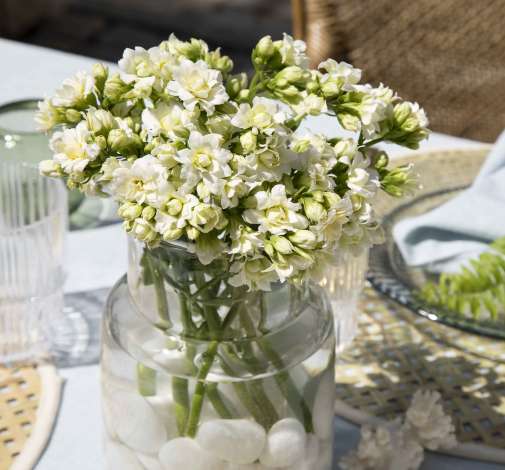 KALANCHOE CUTFLOWERS™ WHITE