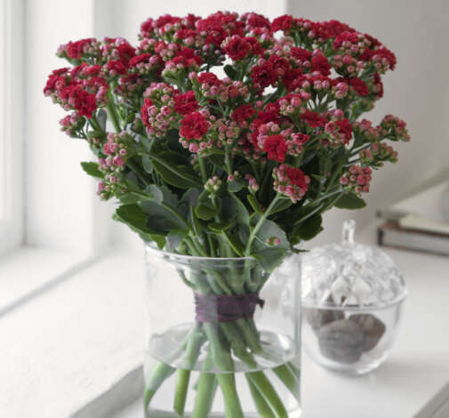 KALANCHOE CUTFLOWERS™ RED