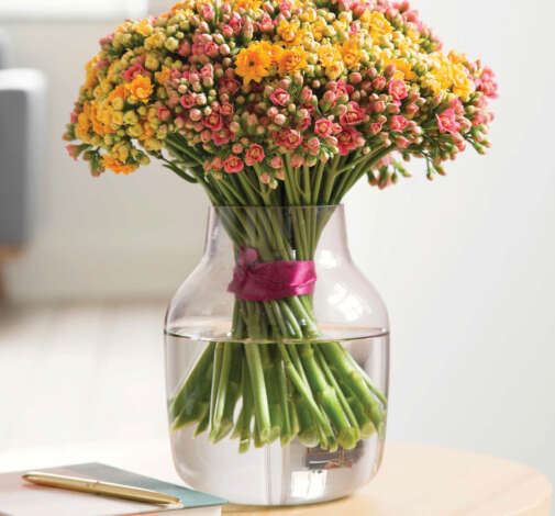 KALANCHOE CUTFLOWERS™ BI-COLOR