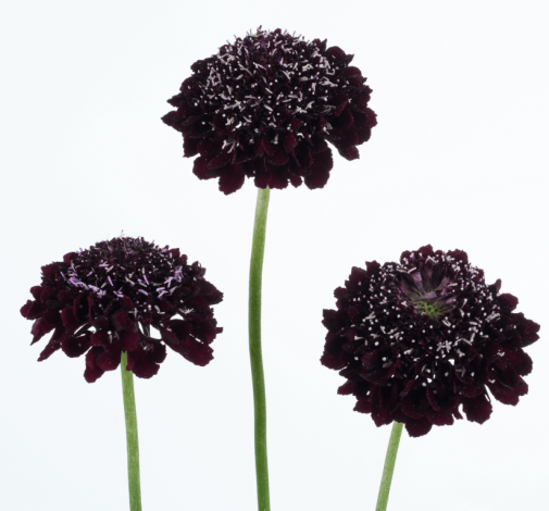 BLACKBERRY SCOOP™