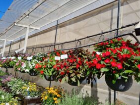 HARMONY® COLORFALL™ Dark Leaf Red