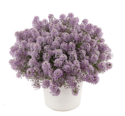 STREAM™ Compact Violet