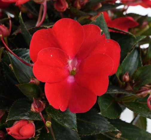 SOL LUNA™ Red