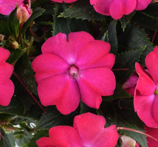 SOL LUNA™ Electric Pink