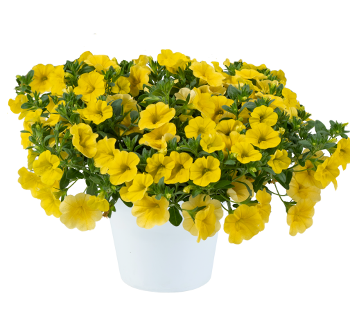 LIA™ Yellow improved
