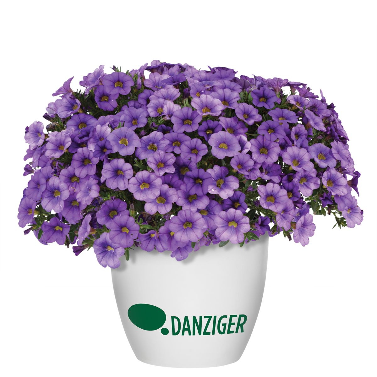 COLIBRI™ Dark Lavender