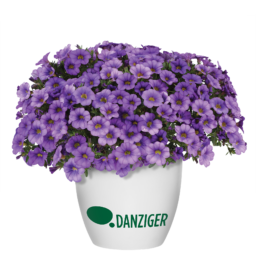 COLIBRI™ Dark Lavender