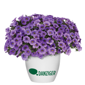 COLIBRI™ Dark Lavender