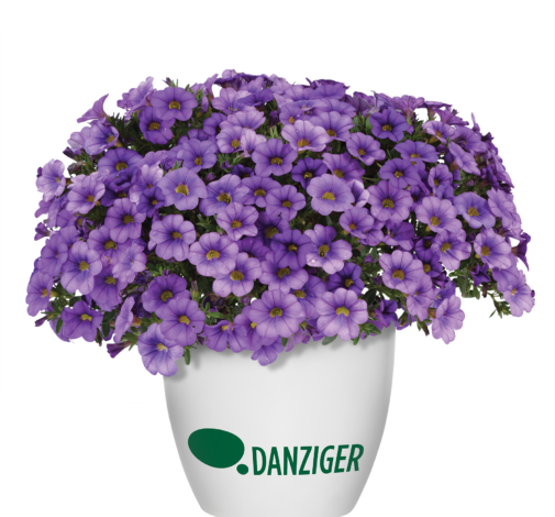 COLIBRI™ Dark Lavender