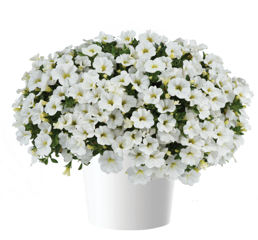 COLIBRI™ Pure White