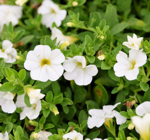 COLIBRI™ Pure White