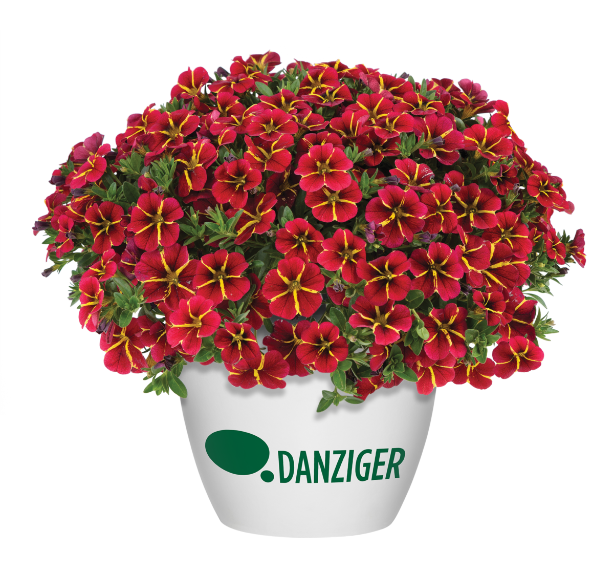 COLIBRI™ Exotic Red Bling