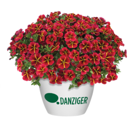 COLIBRI™ Exotic Red Bling