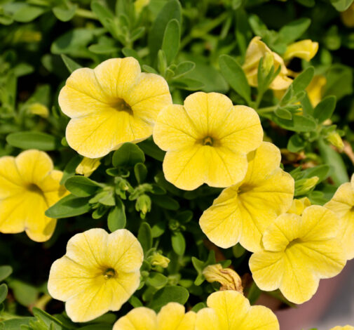 LIA™ Yellow improved