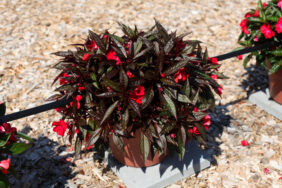 HARMONY® COLORFALL™ Dark Leaf Red