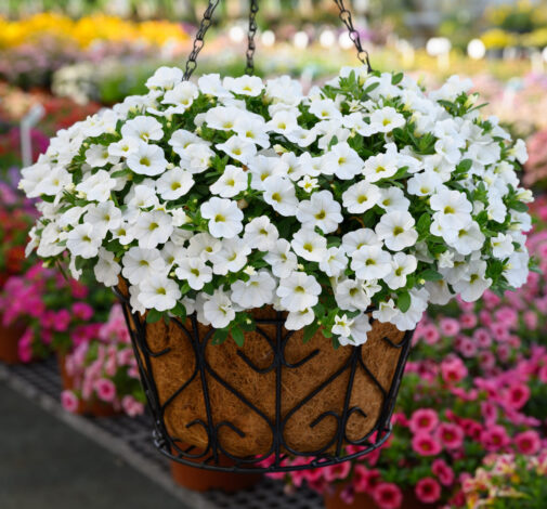 COLIBRI™ Pure White
