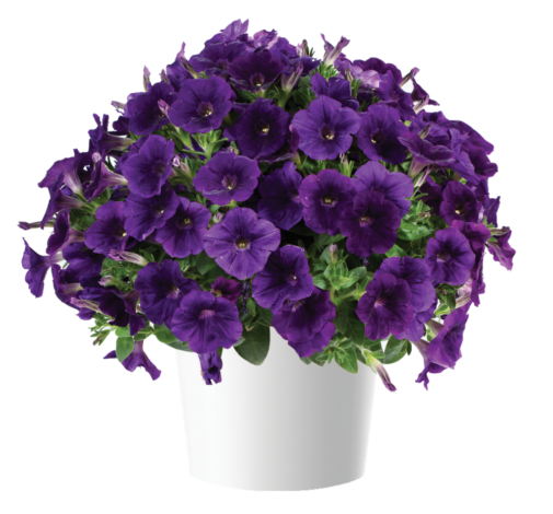 CAPELLA™ Indigo imp.