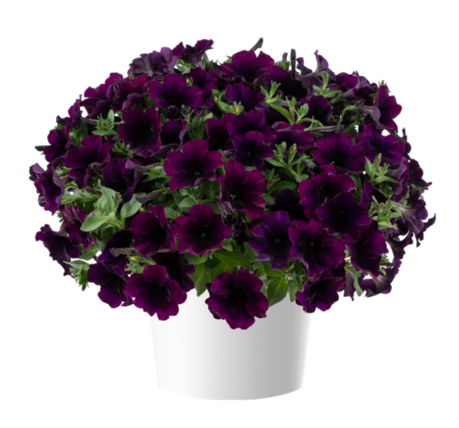 CAPELLA™ Mulberry