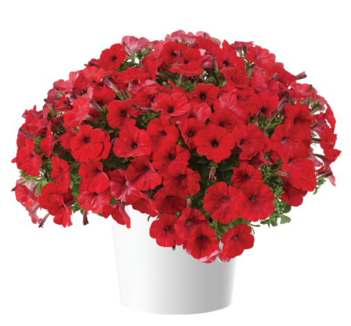 CAPELLA™ Ruby Red imp.
