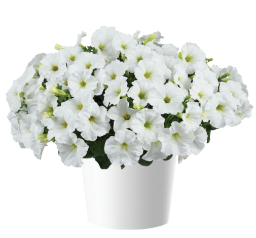 CAPELLA™ White imp.