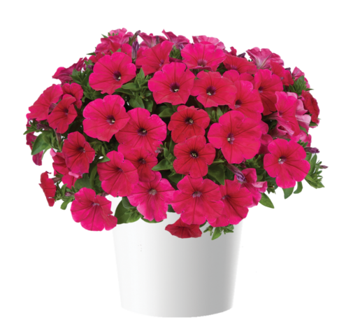 CASCADIAS™ Fuchsia