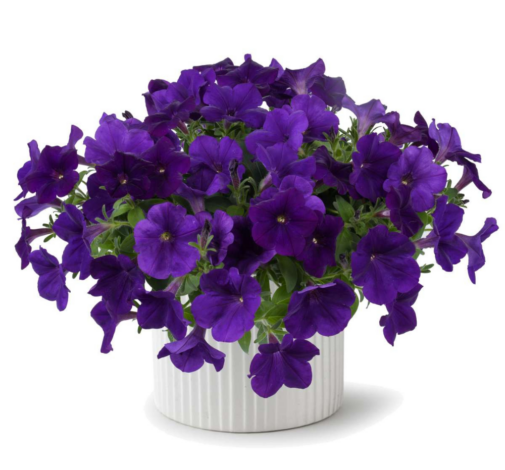 CASCADIAS™ Indigo