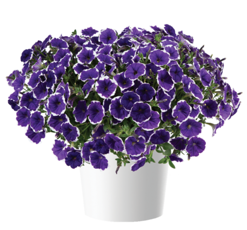 CASCADIAS™ Rim Violet Improved