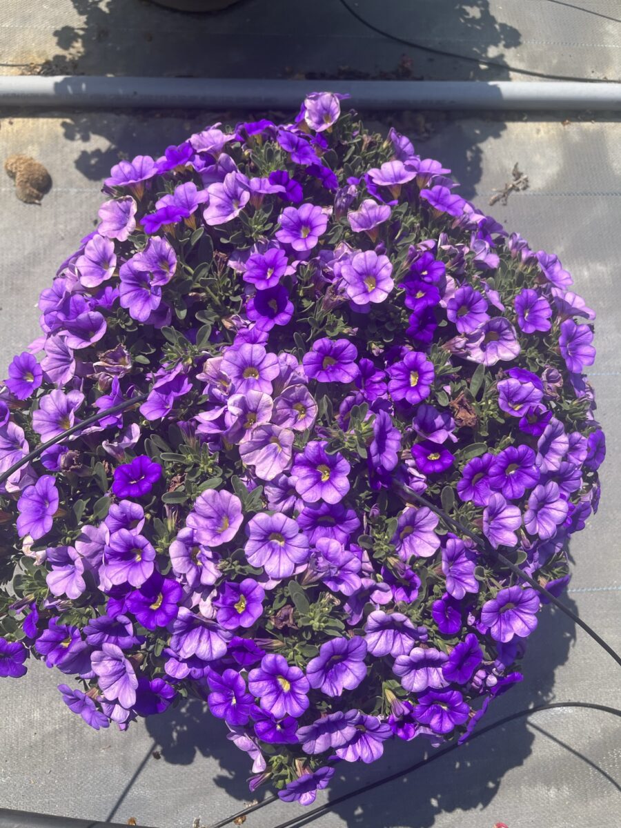COLIBRI™ Dark Lavender