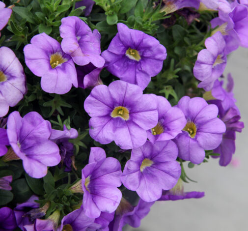 COLIBRI™ Dark Lavender
