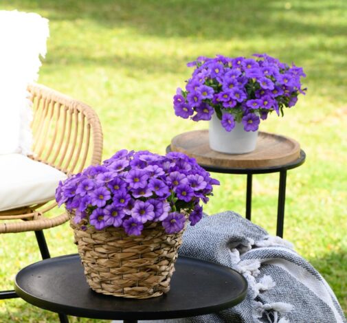 COLIBRI™ Dark Lavender