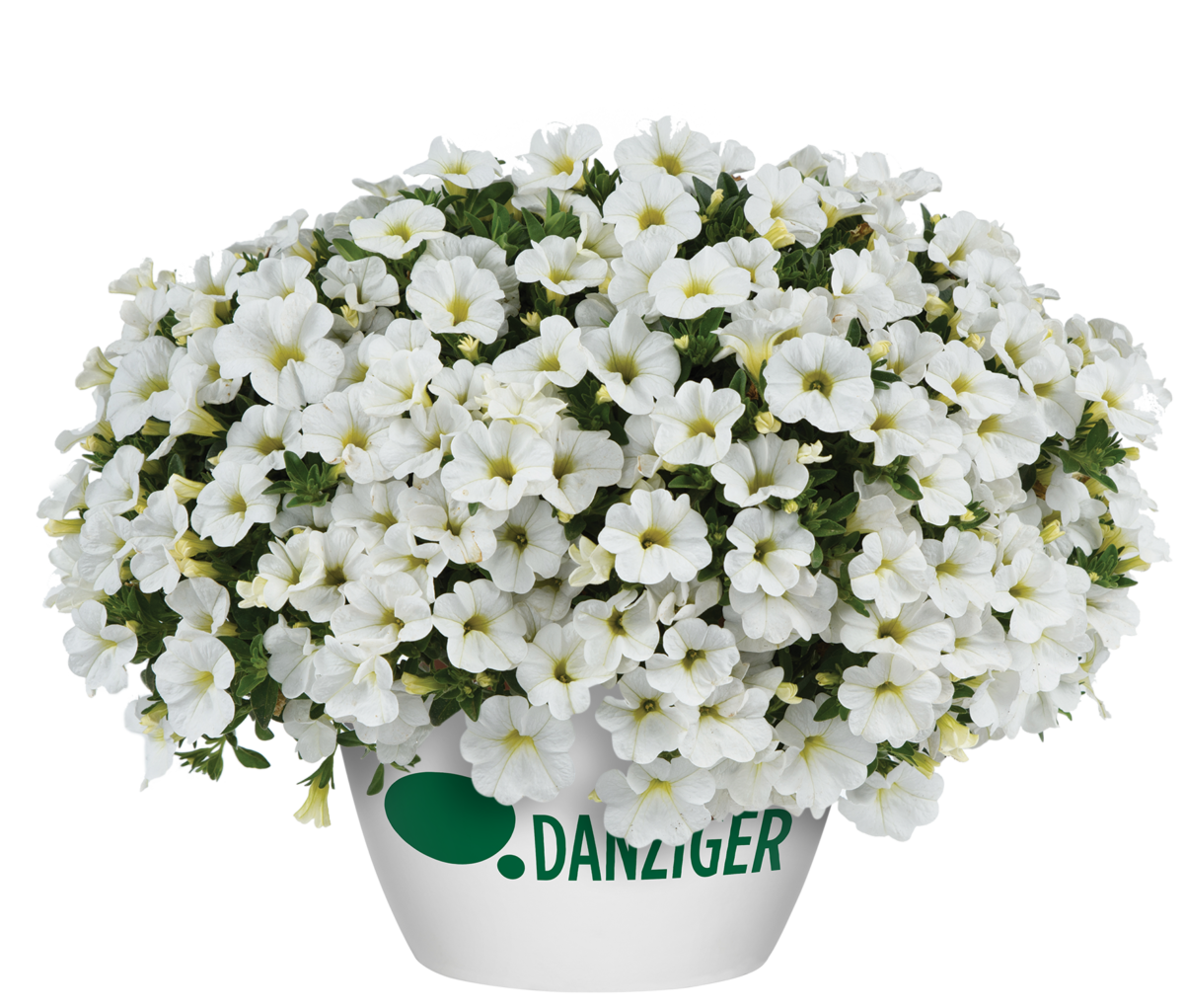 COLIBRI™ Pure White