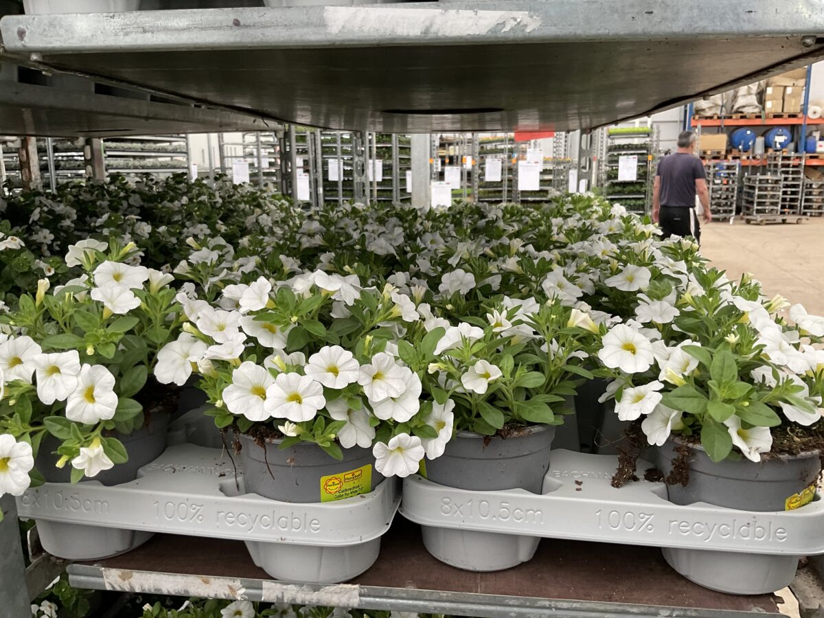 COLIBRI™ Pure White