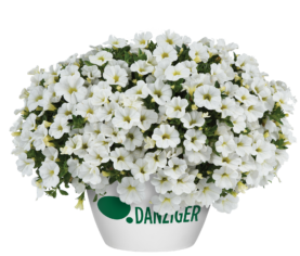 COLIBRI™ Pure White