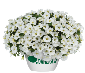 COLIBRI™ Pure White