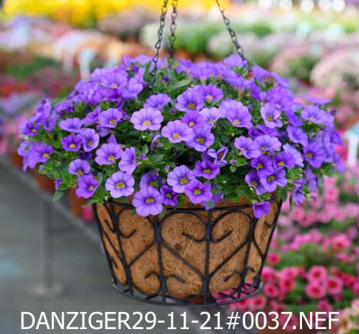 COLIBRI™ Dark Lavender