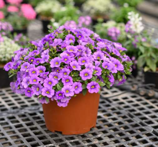 COLIBRI™ Dark Lavender