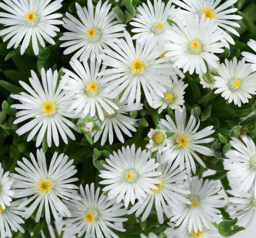 DELIGHTFUL™ White