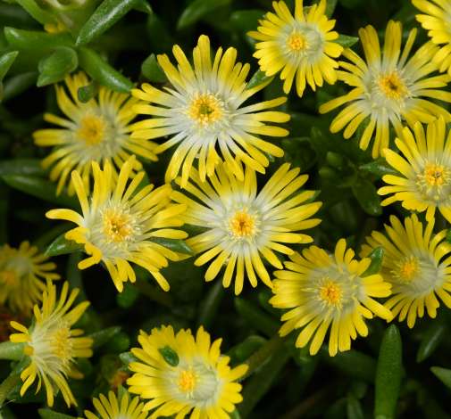 DELIGHTFUL™ Yellow