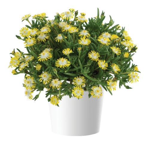 DELIGHTFUL™ Yellow