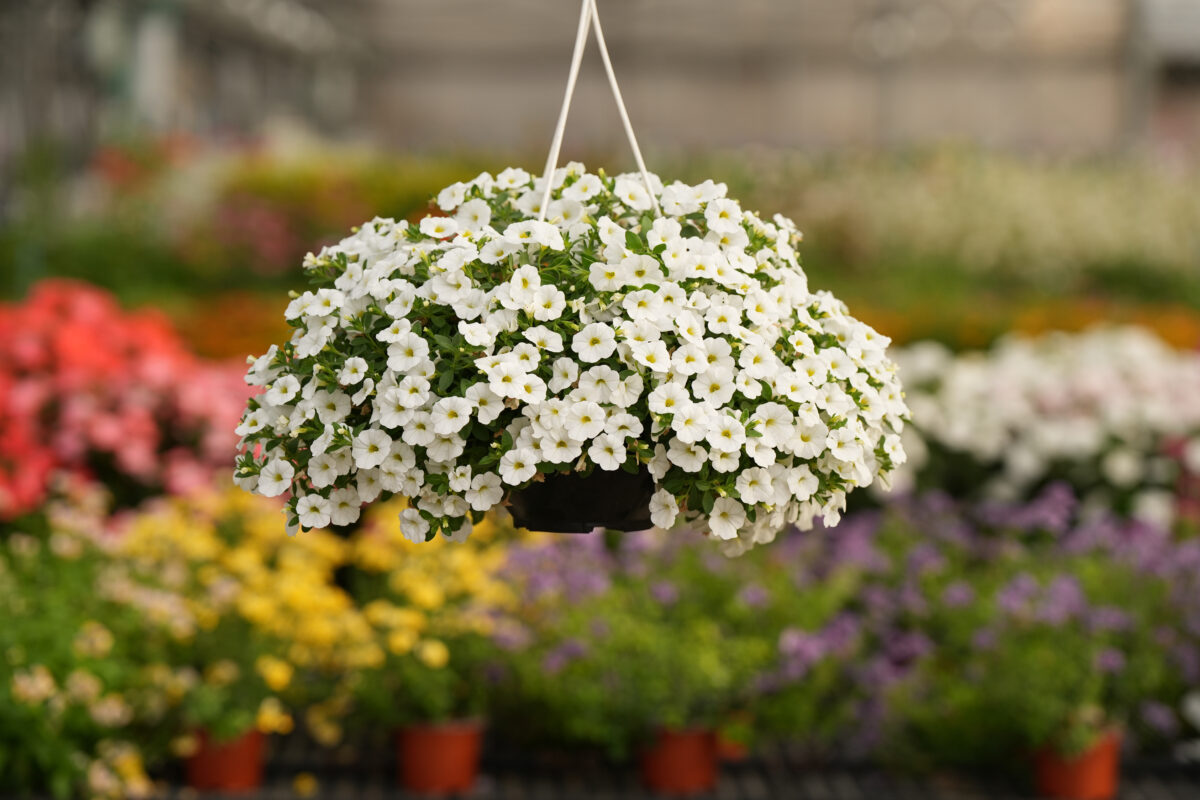 COLIBRI™ Pure White