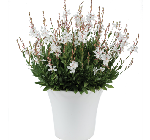 STEFFI™ White